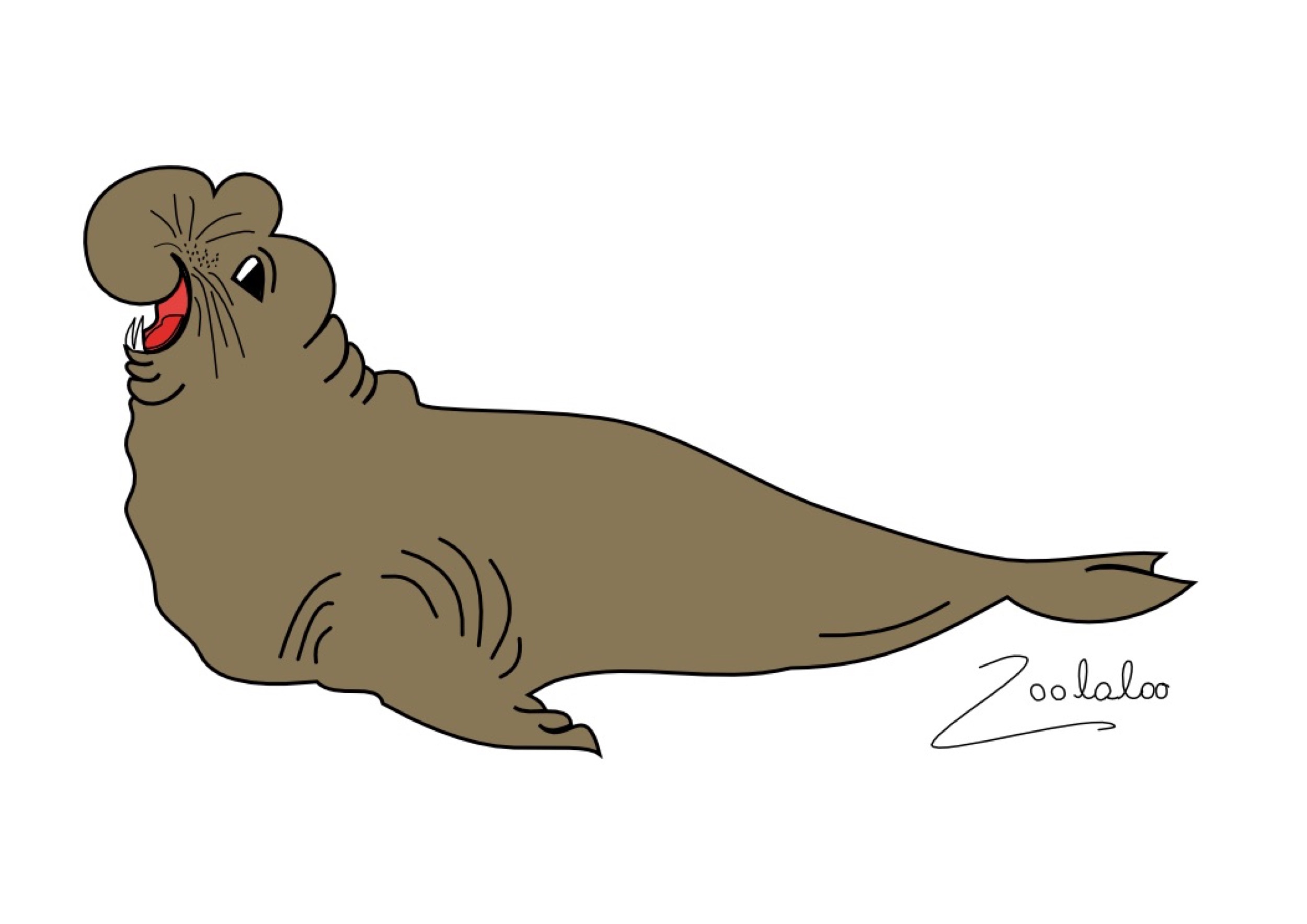 Veronica Waldburg Zoolaloo Seeelefantvekt