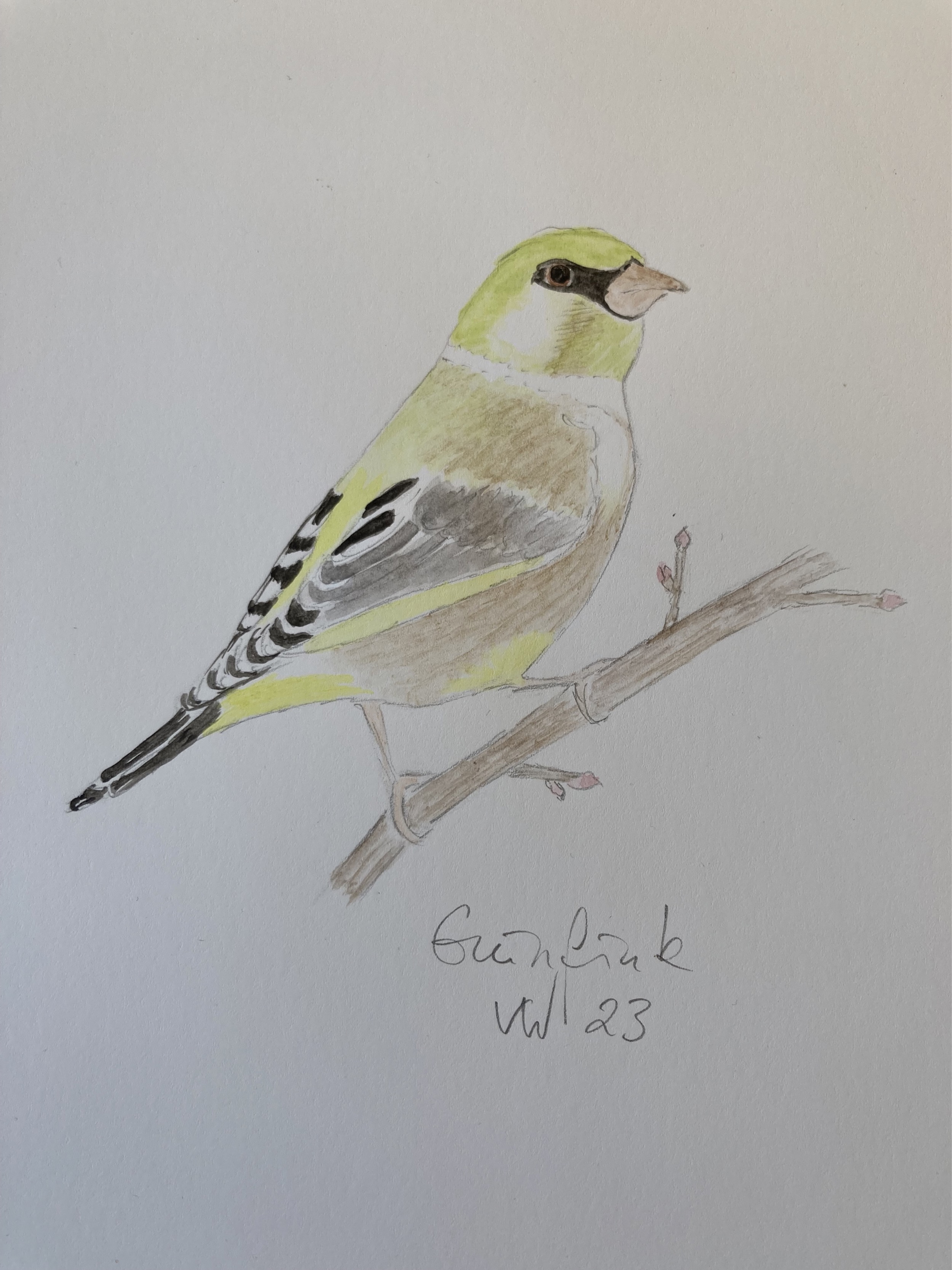 voegel-veronica-waldburg-Gruenfink