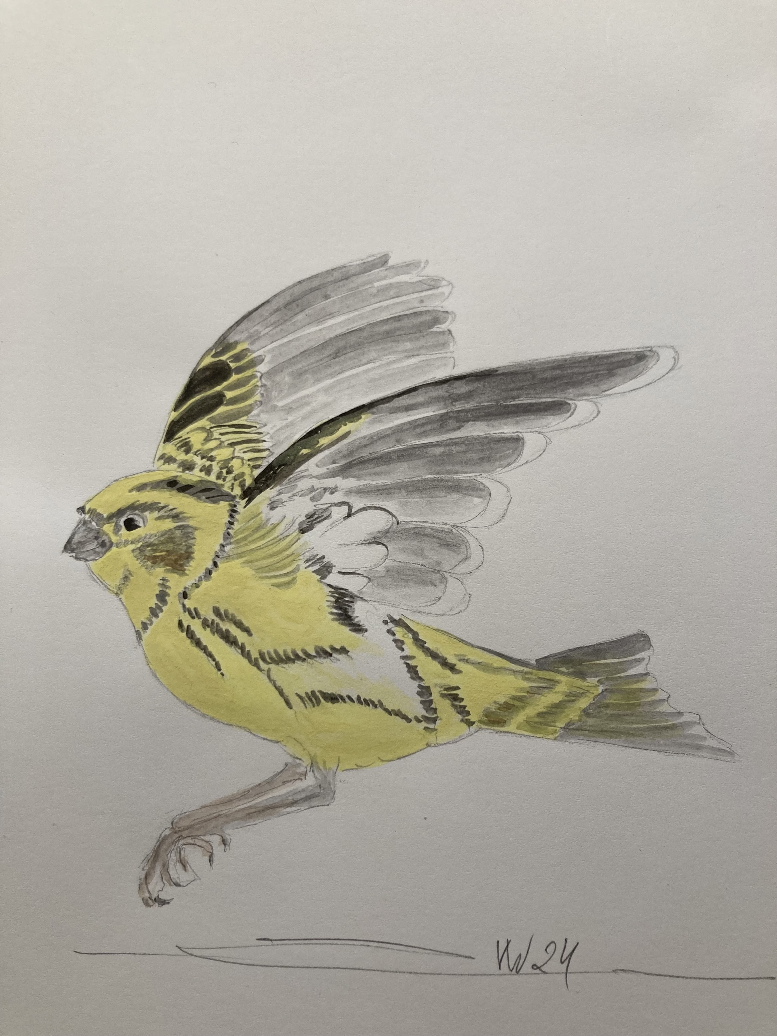 voegel-veronica-waldburg-IMG