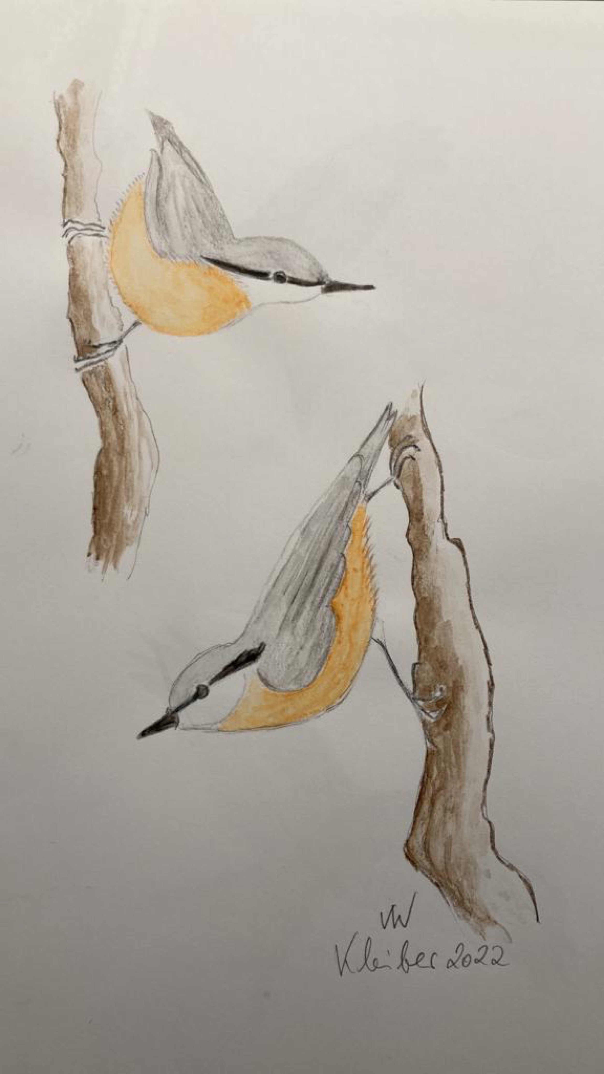 voegel-veronica-waldburg-Kleiber