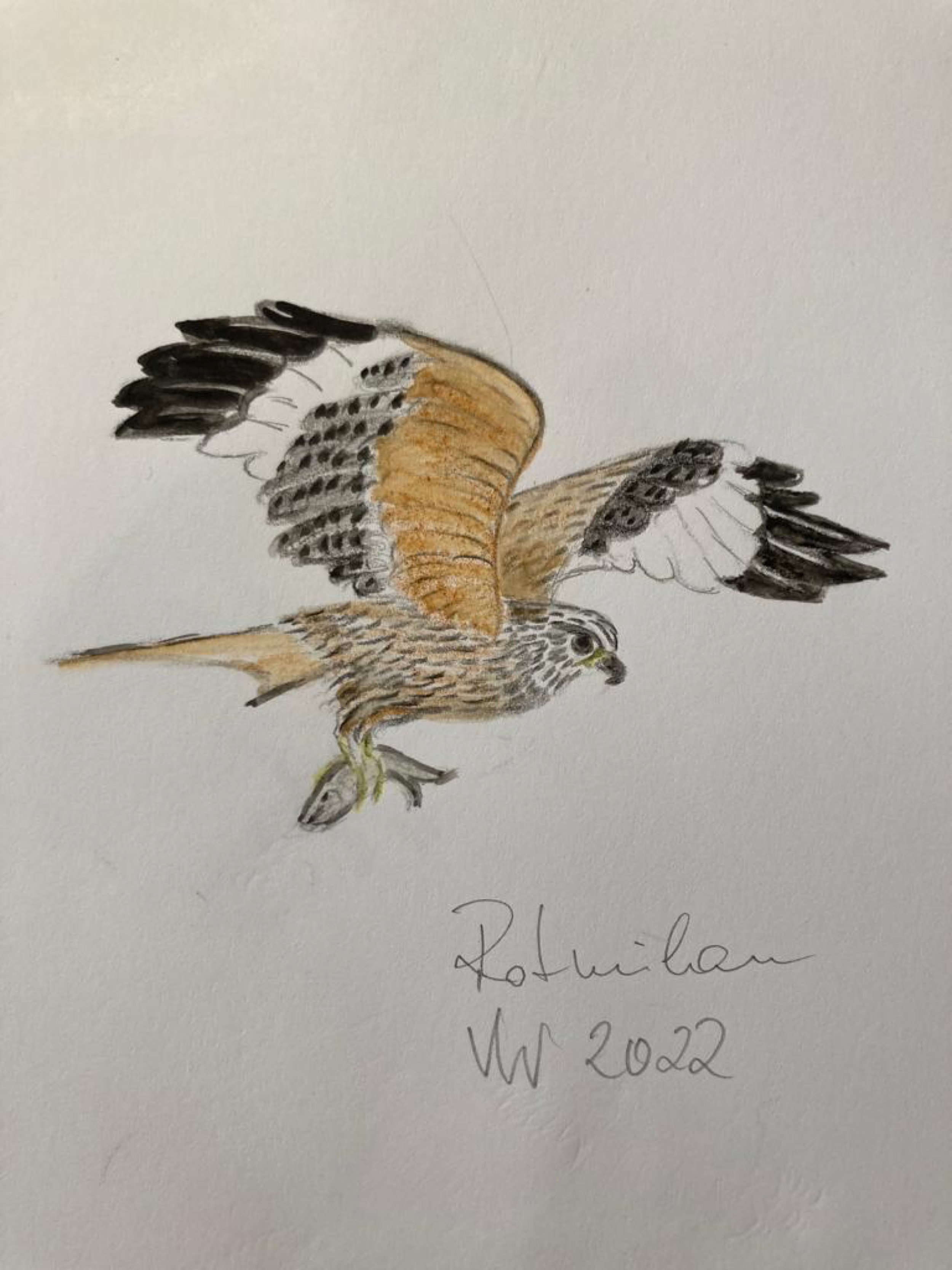 voegel-veronica-waldburg-Milan