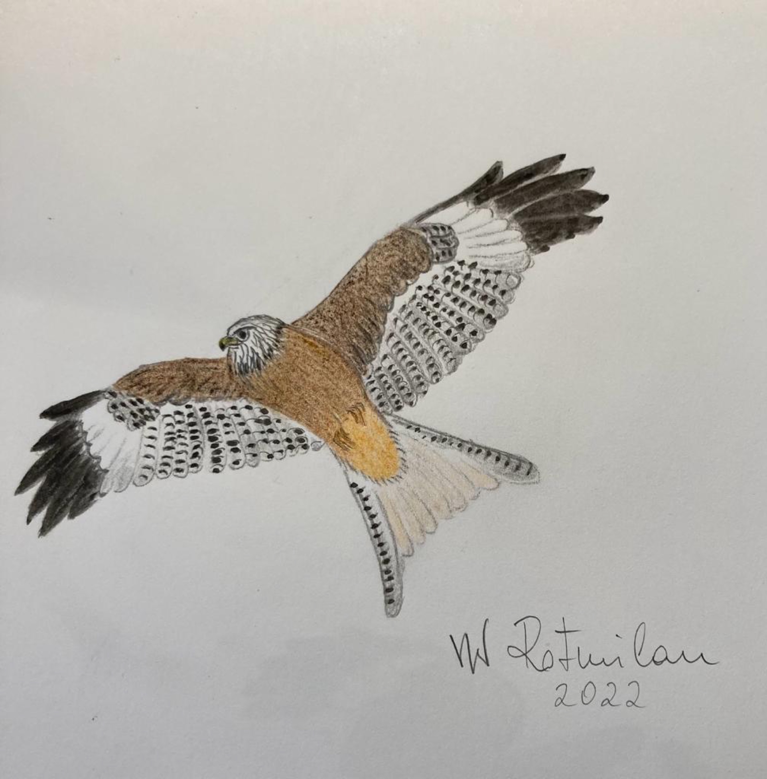 voegel-veronica-waldburg-Milan3