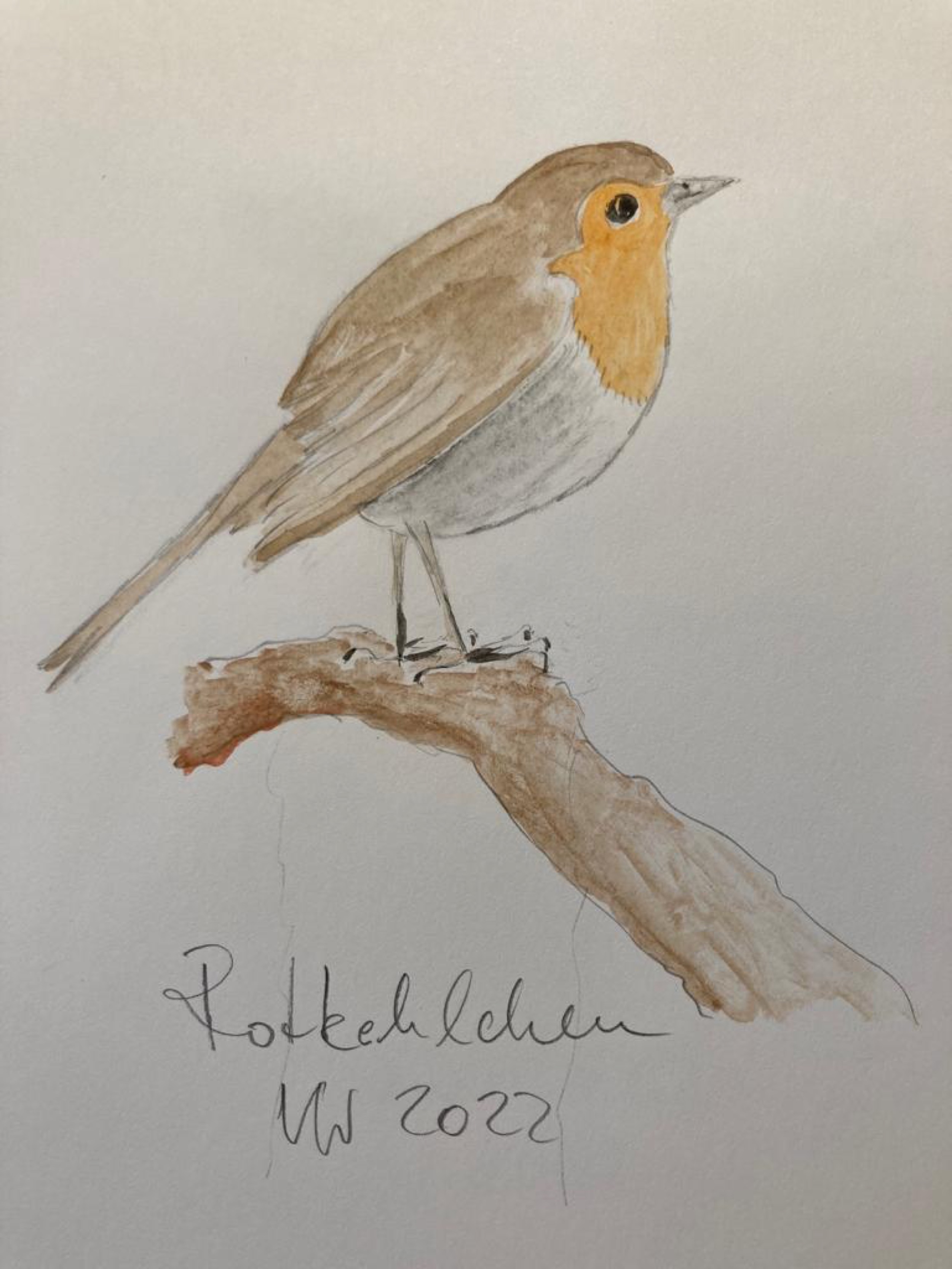 voegel-veronica-waldburg-Rotkehlchen