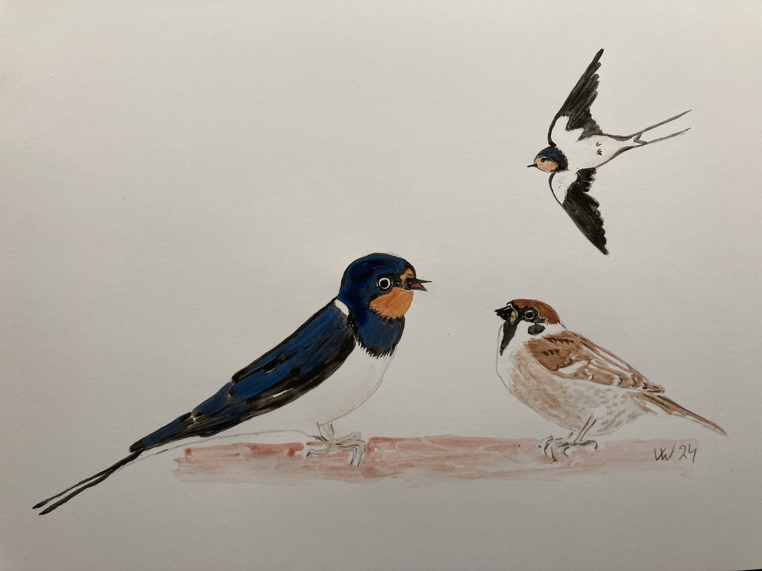 voegel veronica waldburg Spatz und Schwalben