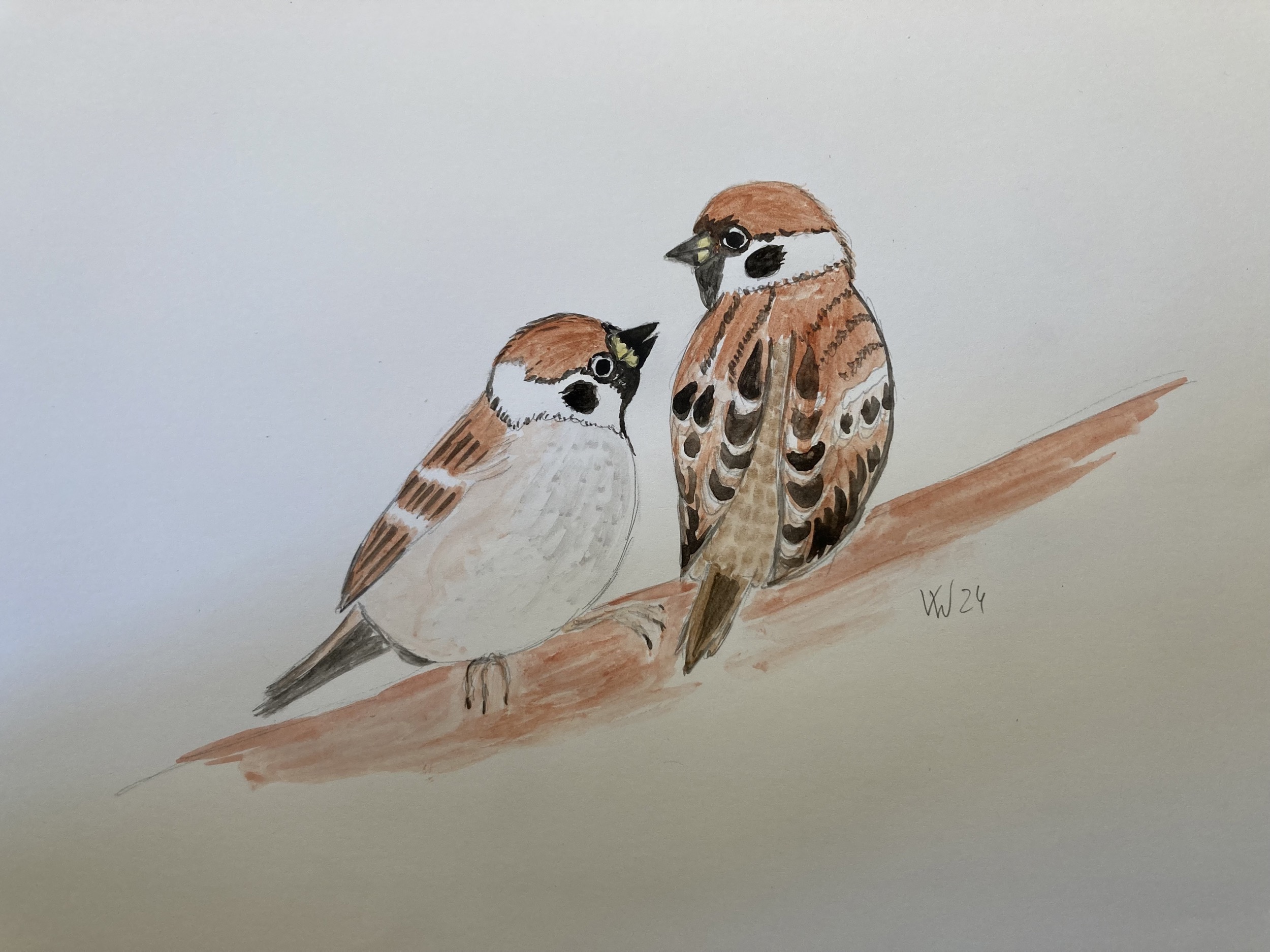 voegel veronica waldburg Spatzen