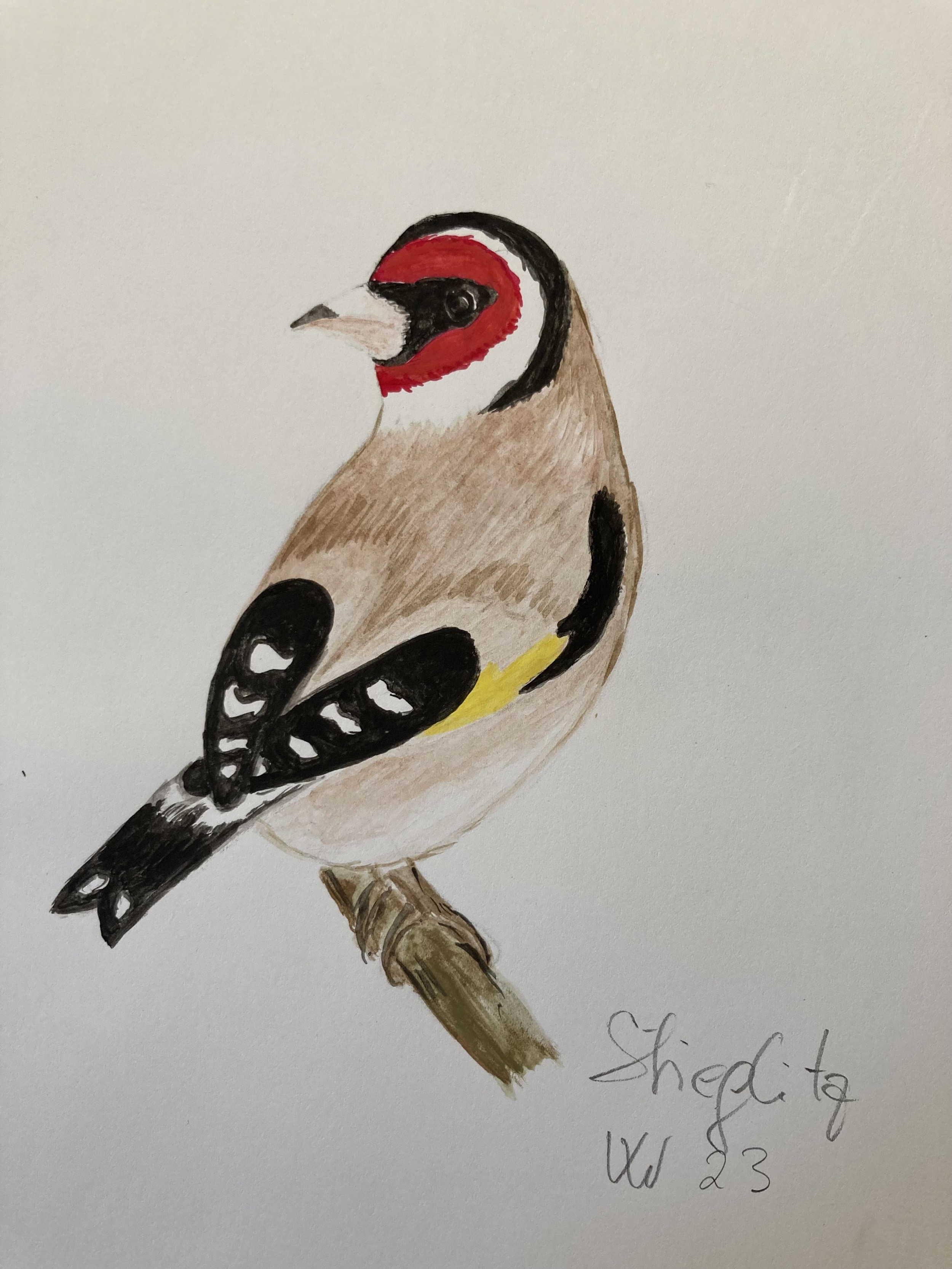 voegel-veronica-waldburg-Stieglitz