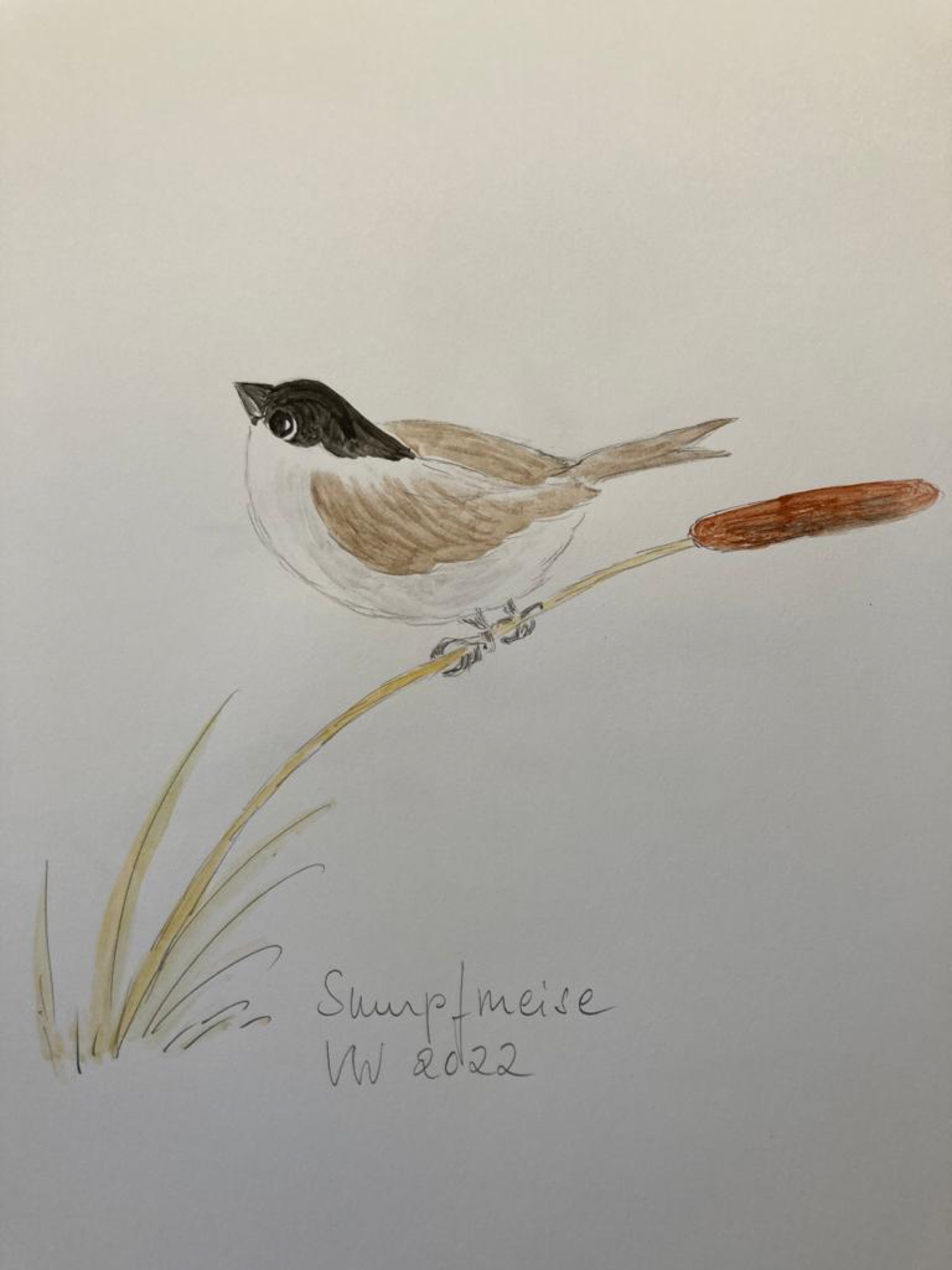 voegel-veronica-waldburg-Sumpfmeise