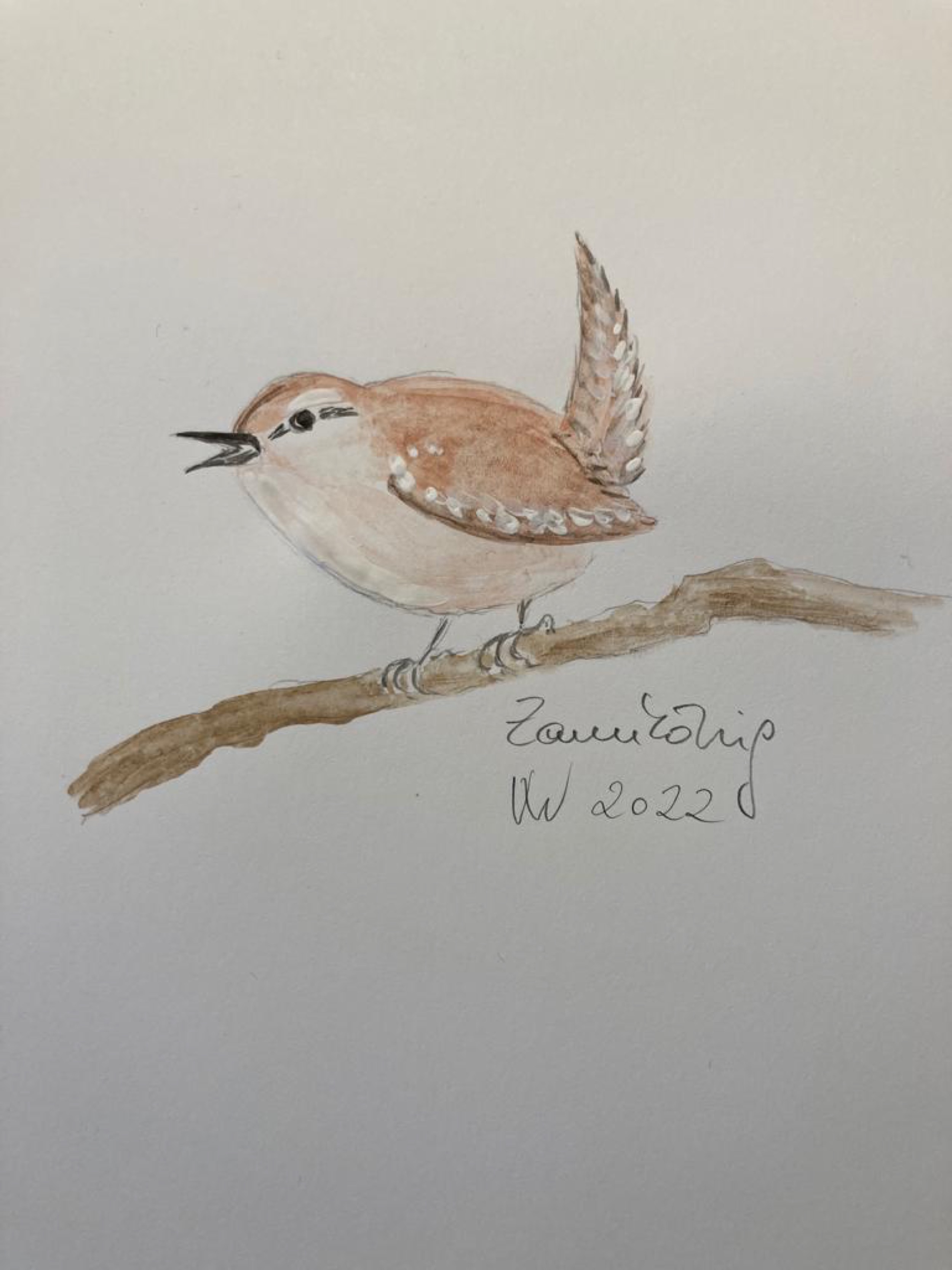 voegel-veronica-waldburg-Zaunkoenig2